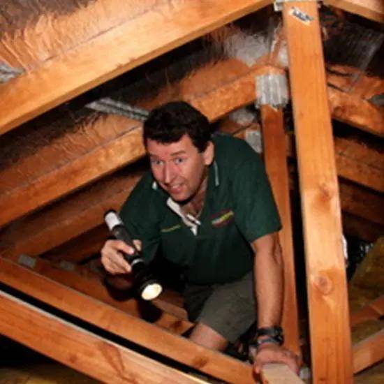 Pest control expert in green company shirt inspecting the attic