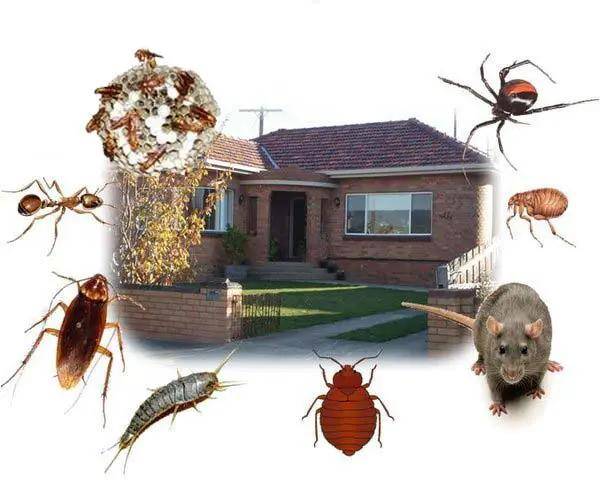 pests in front of home
