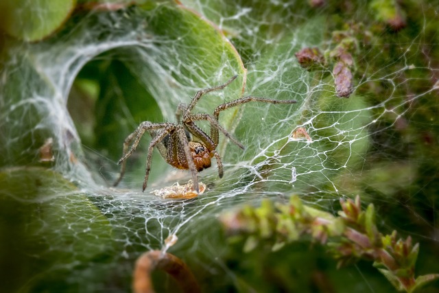 funnel-web spider in web