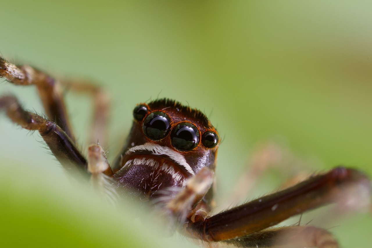 spider 1