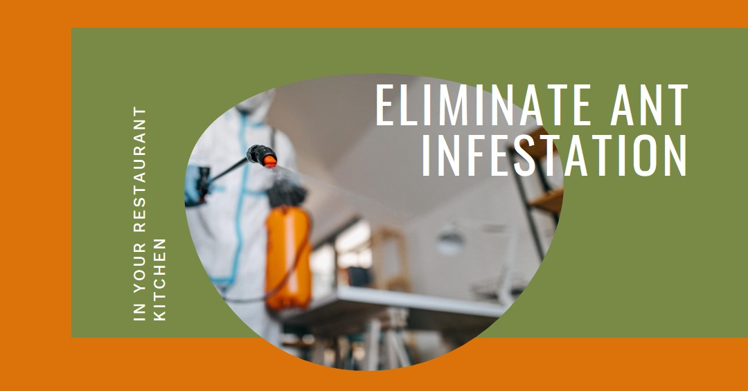 ant pest control
