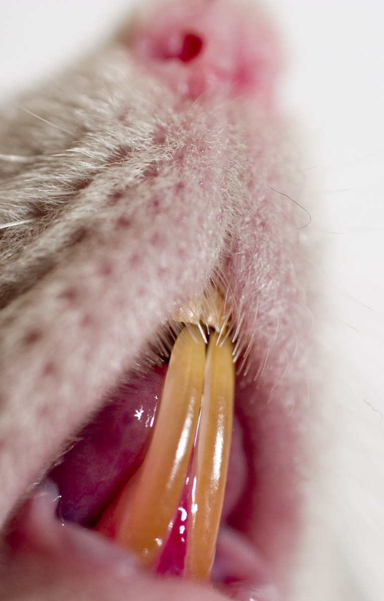 rat teeth